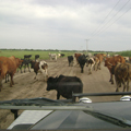 Cows