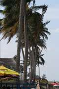 palm trees